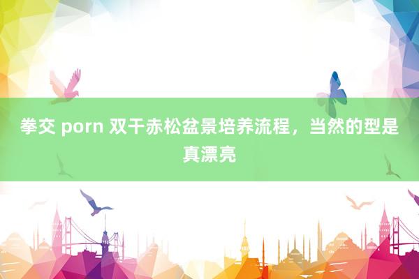 拳交 porn 双干赤松盆景培养流程，当然的型是真漂亮